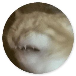 Сломанная кошка